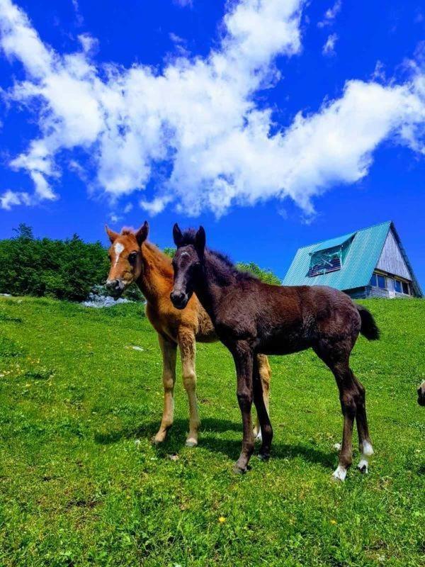 Etno Village Katun Žabljak Extérieur photo