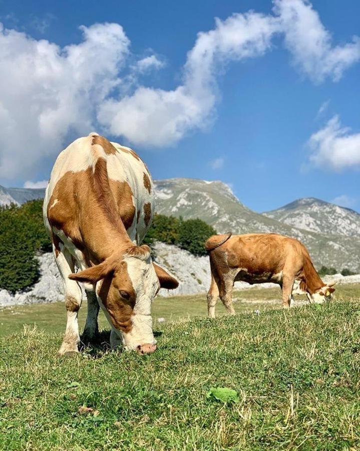 Etno Village Katun Žabljak Extérieur photo