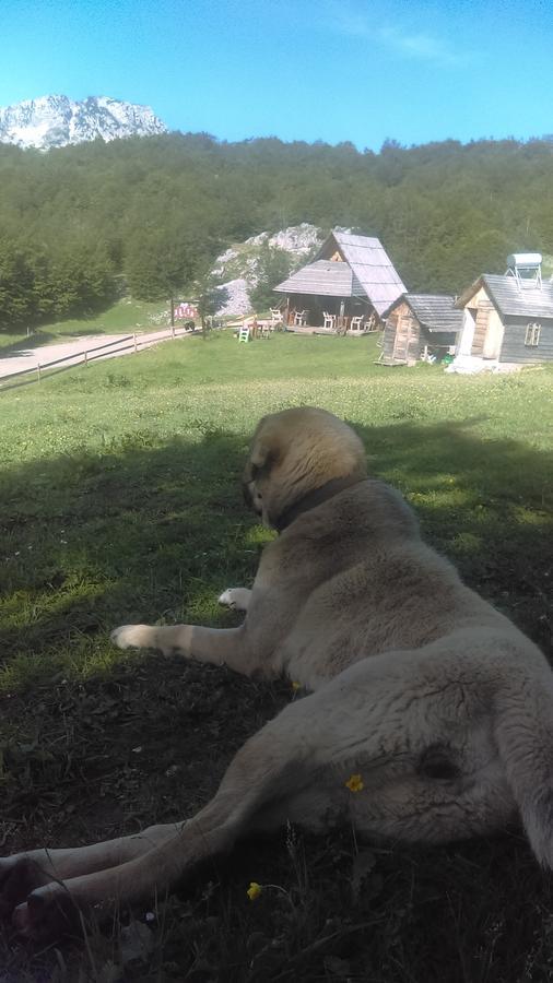 Etno Village Katun Žabljak Extérieur photo